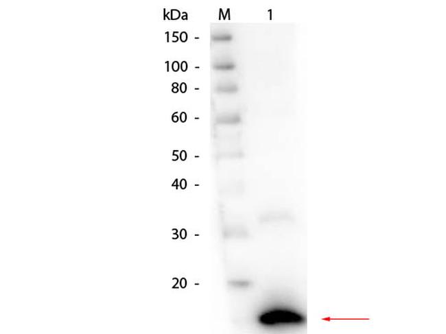 Ribonuclease A Antibody in Western Blot (WB)