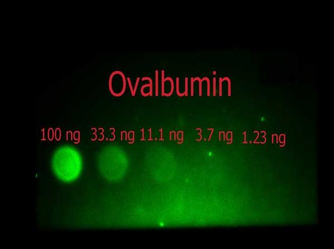 Ovalbumin Antibody in Dot Blot (DB)