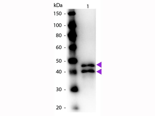 Ovalbumin Antibody in Western Blot (WB)