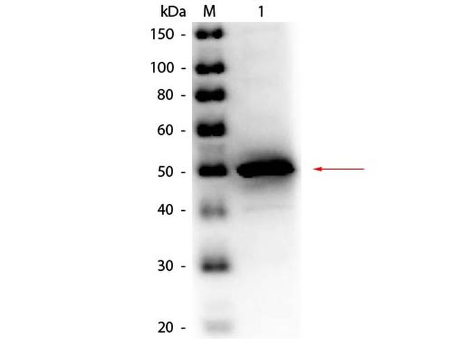 Alkaline Phosphatase Antibody in Western Blot (WB)