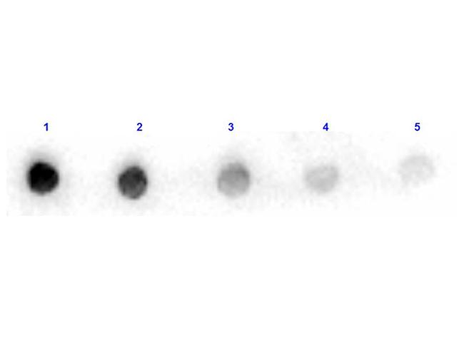 Arginase Antibody in Dot Blot (DB)