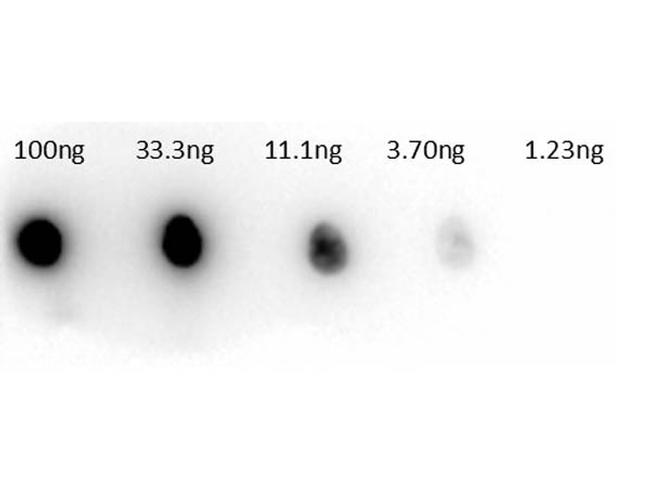 Carbonic Anhydrase II Antibody in Dot Blot (DB)