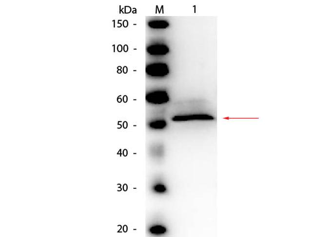 Hexokinase Antibody in Western Blot (WB)