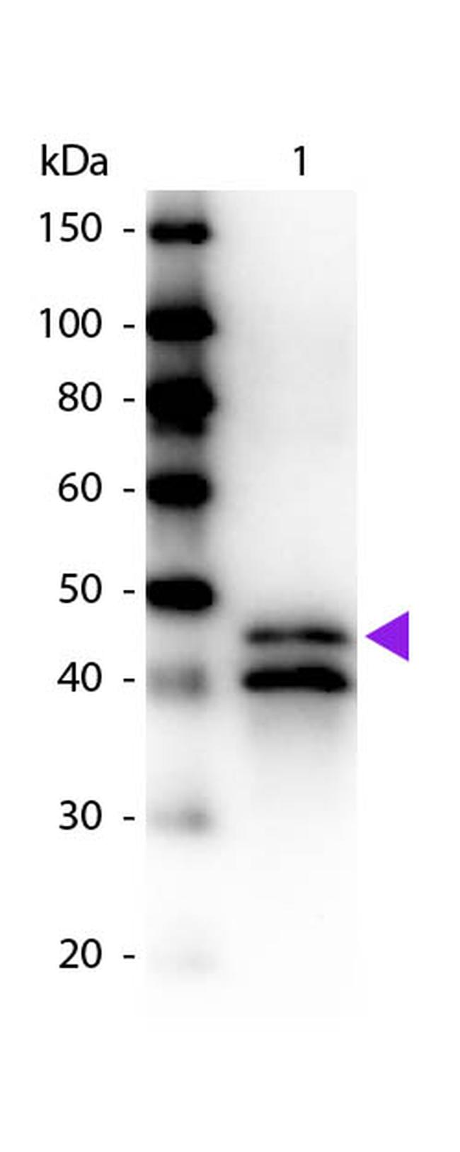 Ovalbumin Antibody in Western Blot (WB)