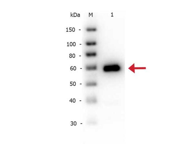 Alkaline Phosphatase Antibody in Western Blot (WB)