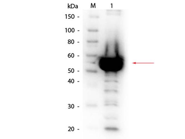 alpha Amylase Antibody in Western Blot (WB)