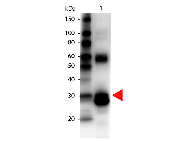 L-Asparaginase Antibody in Western Blot (WB)