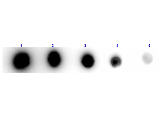 Xanthine Oxidase Antibody in Dot Blot (DB)