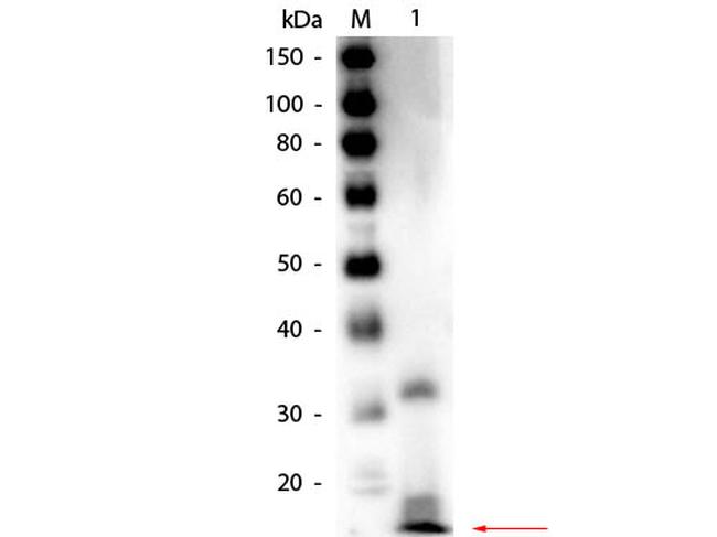 Ribonuclease A Antibody in Western Blot (WB)