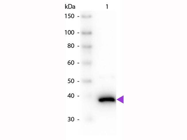 D-Amino Acid Oxidase Antibody in Western Blot (WB)