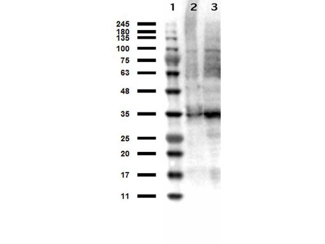 Thymidylate Synthase Antibody in Western Blot (WB)