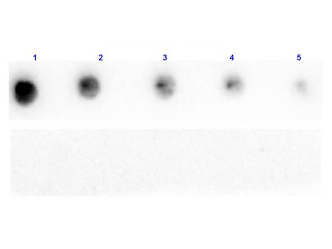 Protein A Antibody in Dot Blot (DB)