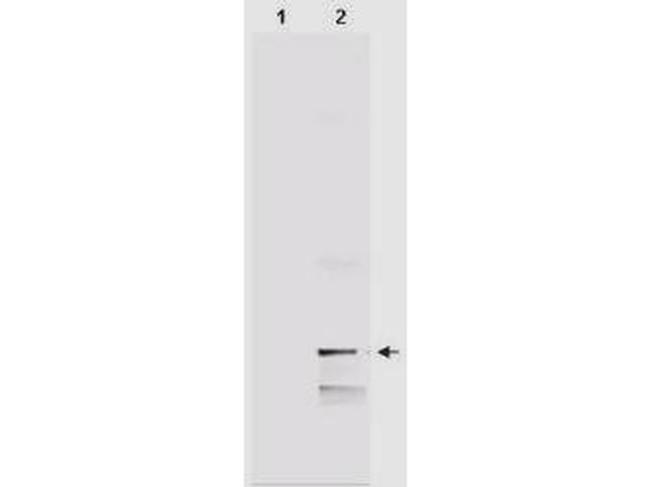 MIF Antibody in Western Blot (WB)