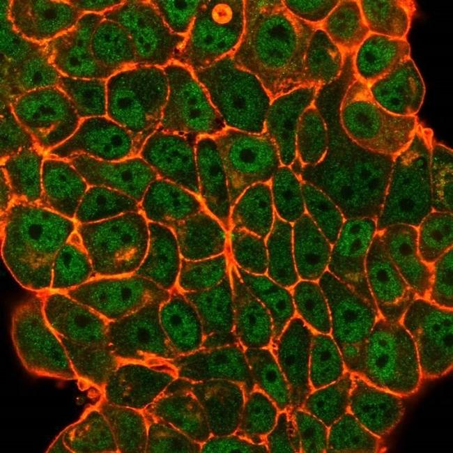 ELK1 Antibody in Immunocytochemistry (ICC/IF)