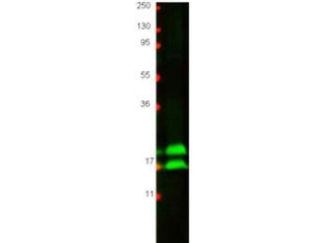 Interferon gamma Antibody in Western Blot (WB)