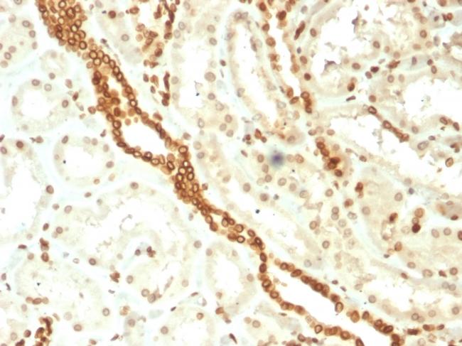 Emerin Antibody in Immunohistochemistry (Paraffin) (IHC (P))