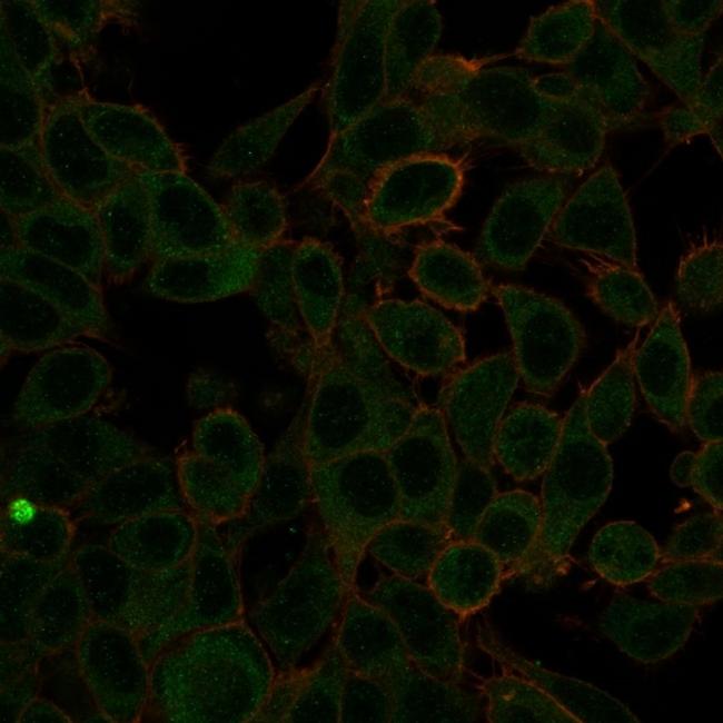 ZBTB7C/KR-POK Antibody in Immunocytochemistry (ICC/IF)