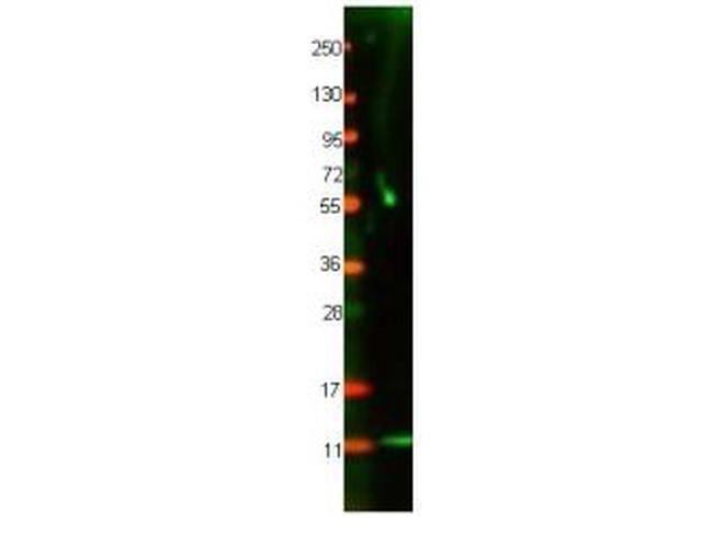 IL-8 Antibody in Western Blot (WB)