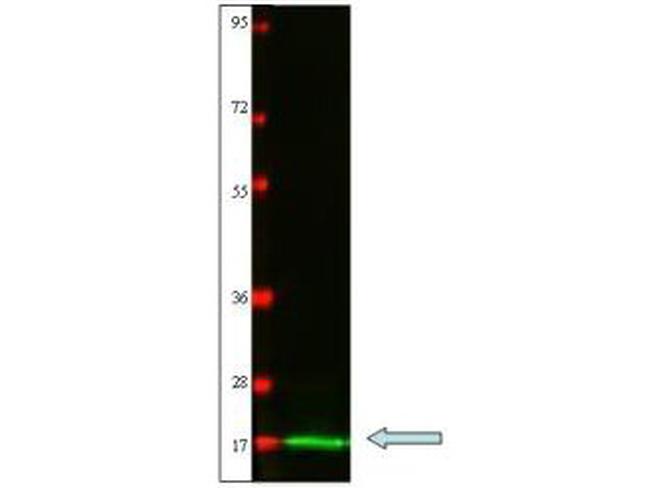 IL-2 Antibody in Western Blot (WB)