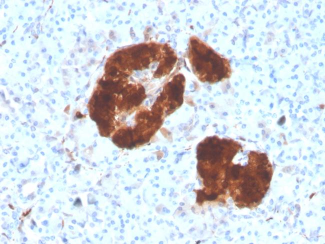 NSE gamma (Neuron Specific Enolase, gamma) (Neuroendocrine Marker) Antibody in Immunohistochemistry (Paraffin) (IHC (P))