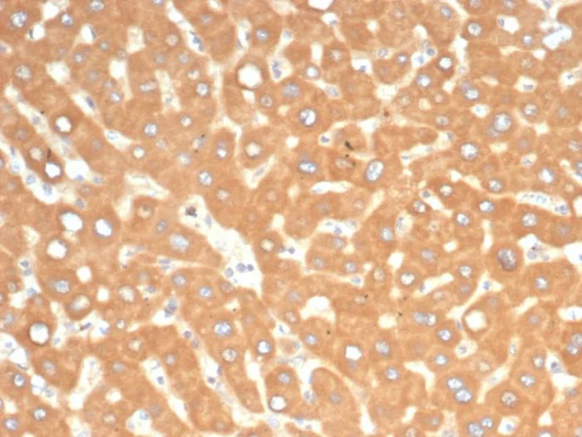 EPH Receptor B4 (EPHB4) Antibody in Immunohistochemistry (Paraffin) (IHC (P))