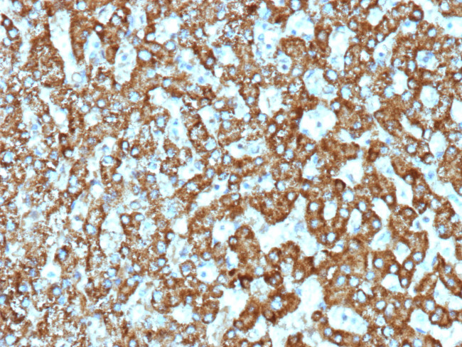 EPH Receptor B4 (EPHB4) Antibody in Immunohistochemistry (Paraffin) (IHC (P))