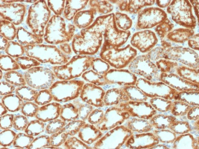 Erythropoietin (EPO) Antibody in Immunohistochemistry (Paraffin) (IHC (P))