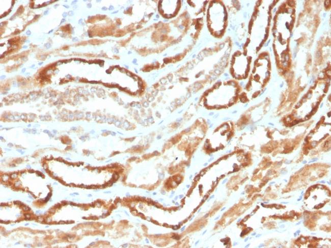 Erythropoietin (EPO) Antibody in Immunohistochemistry (Paraffin) (IHC (P))