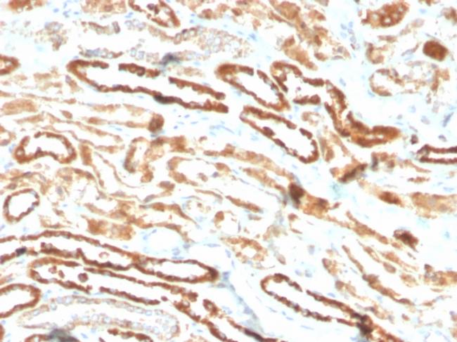 Erythropoietin (EPO) Antibody in Immunohistochemistry (Paraffin) (IHC (P))