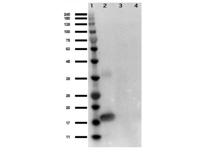 IL-1 alpha Antibody in Western Blot (WB)