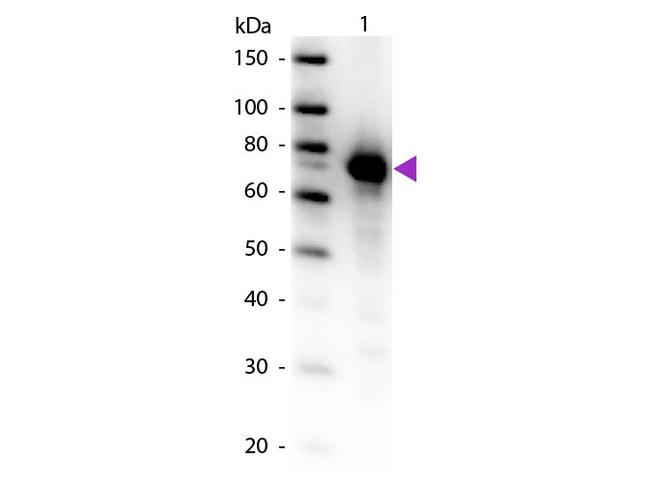 Transferrin Antibody in Western Blot (WB)