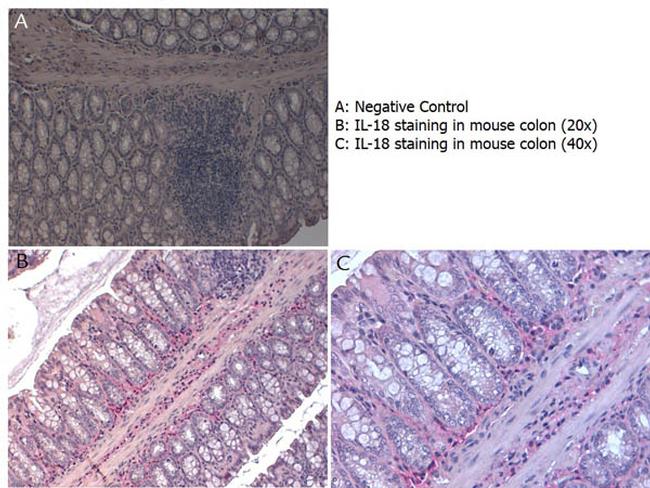 IL-18 Antibody in Immunohistochemistry (Paraffin) (IHC (P))