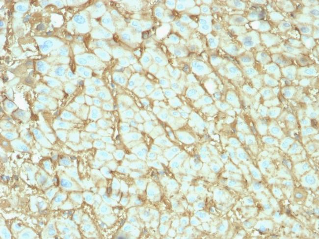 Albumin (Transport Protein) Antibody in Immunohistochemistry (Paraffin) (IHC (P))