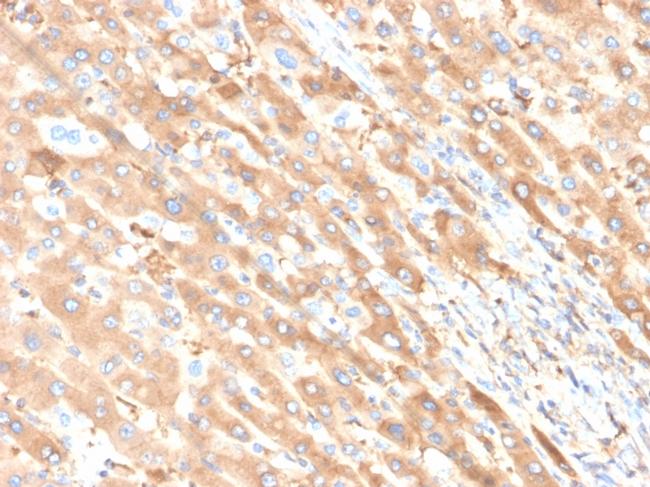 Albumin (Transport Protein) Antibody in Immunohistochemistry (Paraffin) (IHC (P))