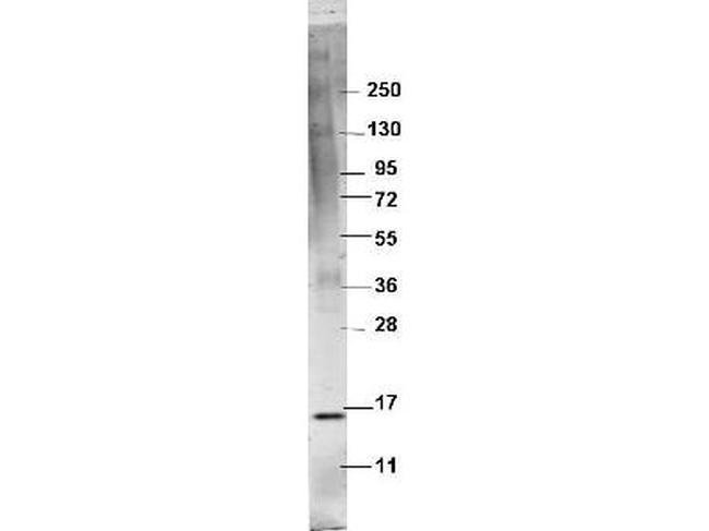 TNF alpha Antibody in Western Blot (WB)