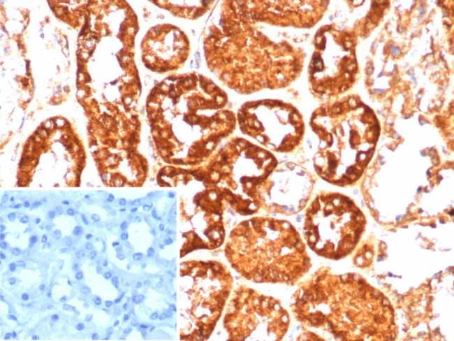 Coagulation Factor VII/F7 Antibody in Immunohistochemistry (Paraffin) (IHC (P))