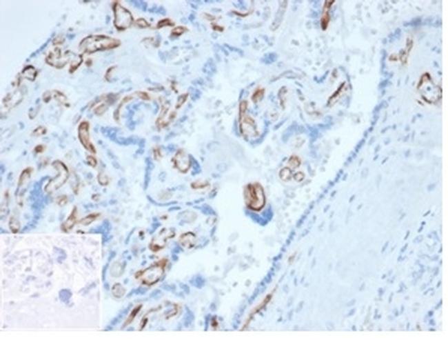 Fatty Acid Binding Protein 4 (FABP4) Antibody in Immunohistochemistry (Paraffin) (IHC (P))