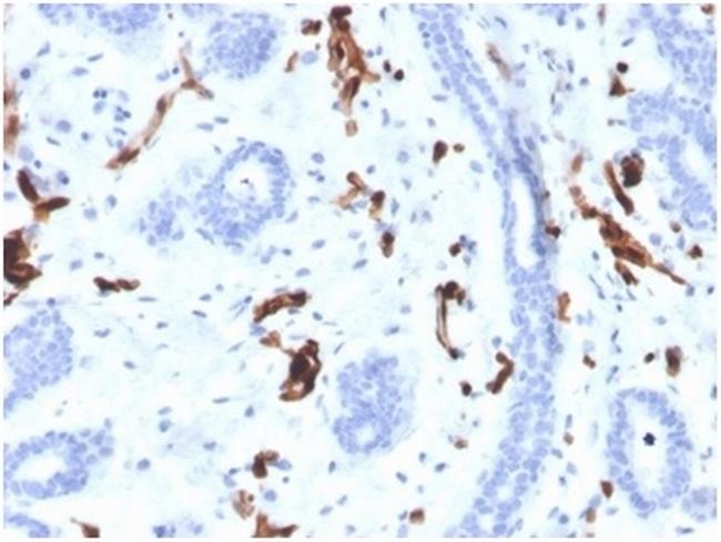 Fatty Acid Binding Protein 4 (FABP4) Antibody in Immunohistochemistry (Paraffin) (IHC (P))