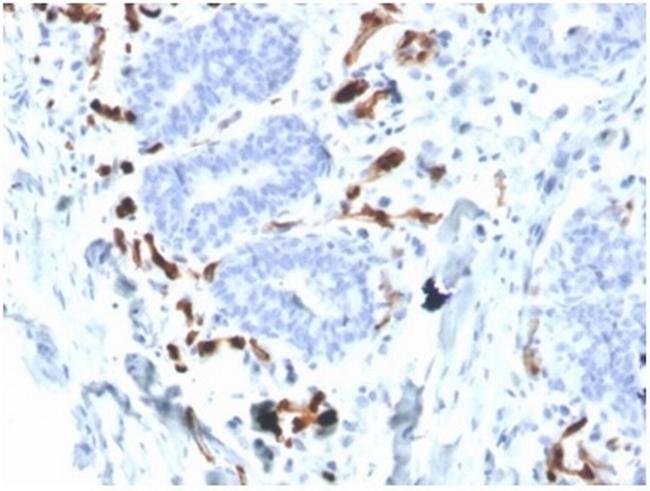 Fatty Acid Binding Protein 4 (FABP4) Antibody in Immunohistochemistry (Paraffin) (IHC (P))