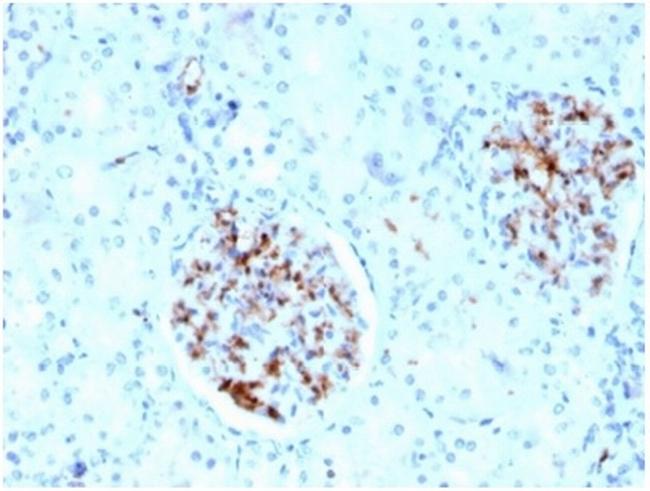 Fatty Acid Binding Protein 4 (FABP4) Antibody in Immunohistochemistry (Paraffin) (IHC (P))