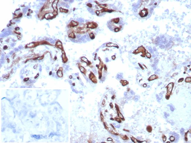 Fatty Acid Binding Protein 4 (FABP4) Antibody in Immunohistochemistry (Paraffin) (IHC (P))