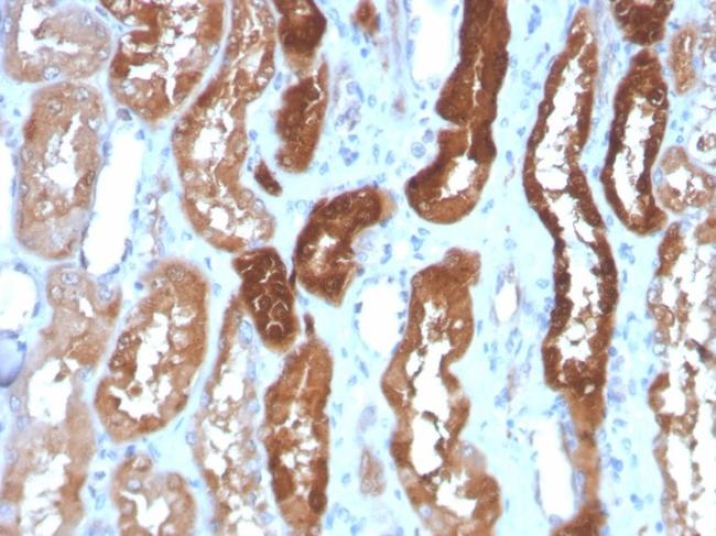 Heart Fatty Acid Binding Protein (H-FABP)/FABP3 Antibody in Immunohistochemistry (Paraffin) (IHC (P))