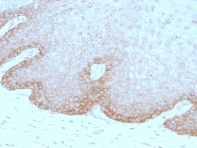 Protocadherin FAT2 (FAT Atypical Cadherin 2) Antibody in Immunohistochemistry (Paraffin) (IHC (P))