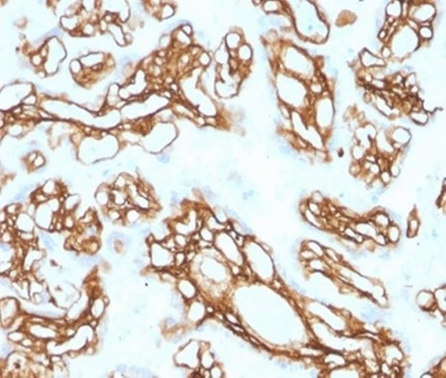 Fibrillin-1 (FBN1) (Marfan Syndrome Marker) Antibody in Immunohistochemistry (Paraffin) (IHC (P))