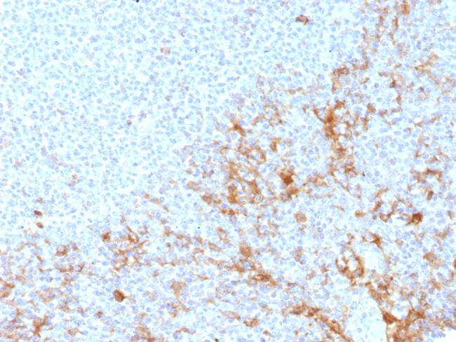 CD64/Fc gamma RI Antibody in Immunohistochemistry (Paraffin) (IHC (P))