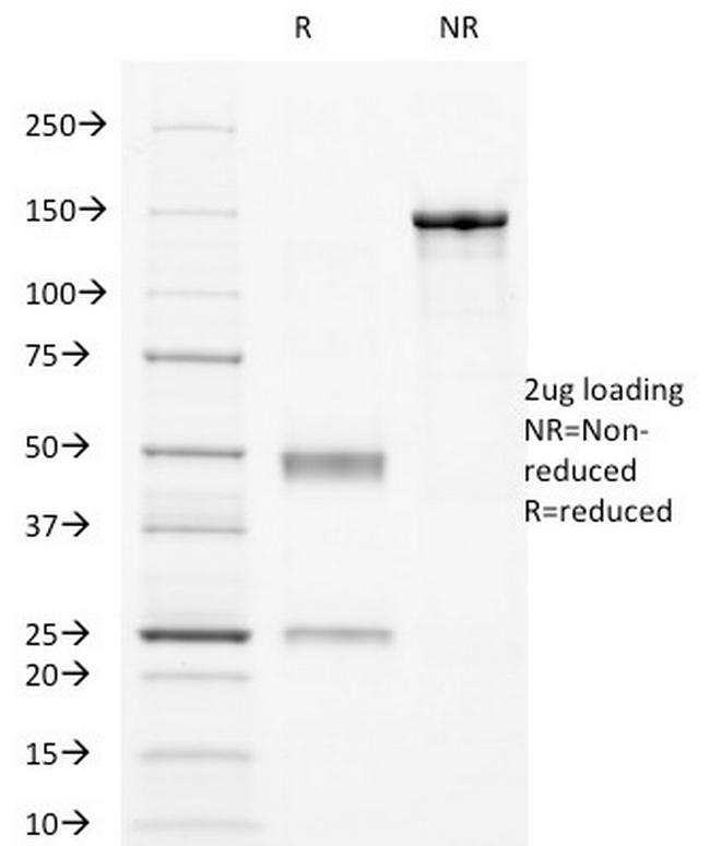 CD32 (Fc Gamma RIIa) Antibody in SDS-PAGE (SDS-PAGE)