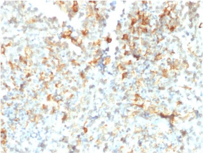 FCGRT/FcRn (IgG Transporter) Antibody in Immunohistochemistry (Paraffin) (IHC (P))