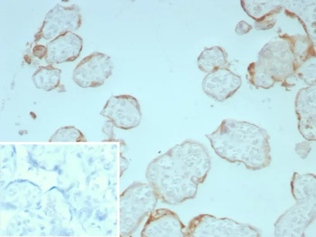 bFGF/FGF2 Antibody in Immunohistochemistry (Paraffin) (IHC (P))