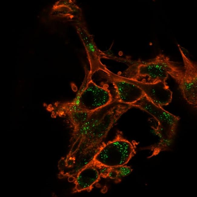 SIRT2 Antibody in Immunocytochemistry (ICC/IF)