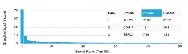 TCF25 Antibody in Peptide array (ARRAY)